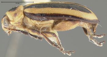 Media type: image;   Entomology 29042 Aspect: habitus lateral view